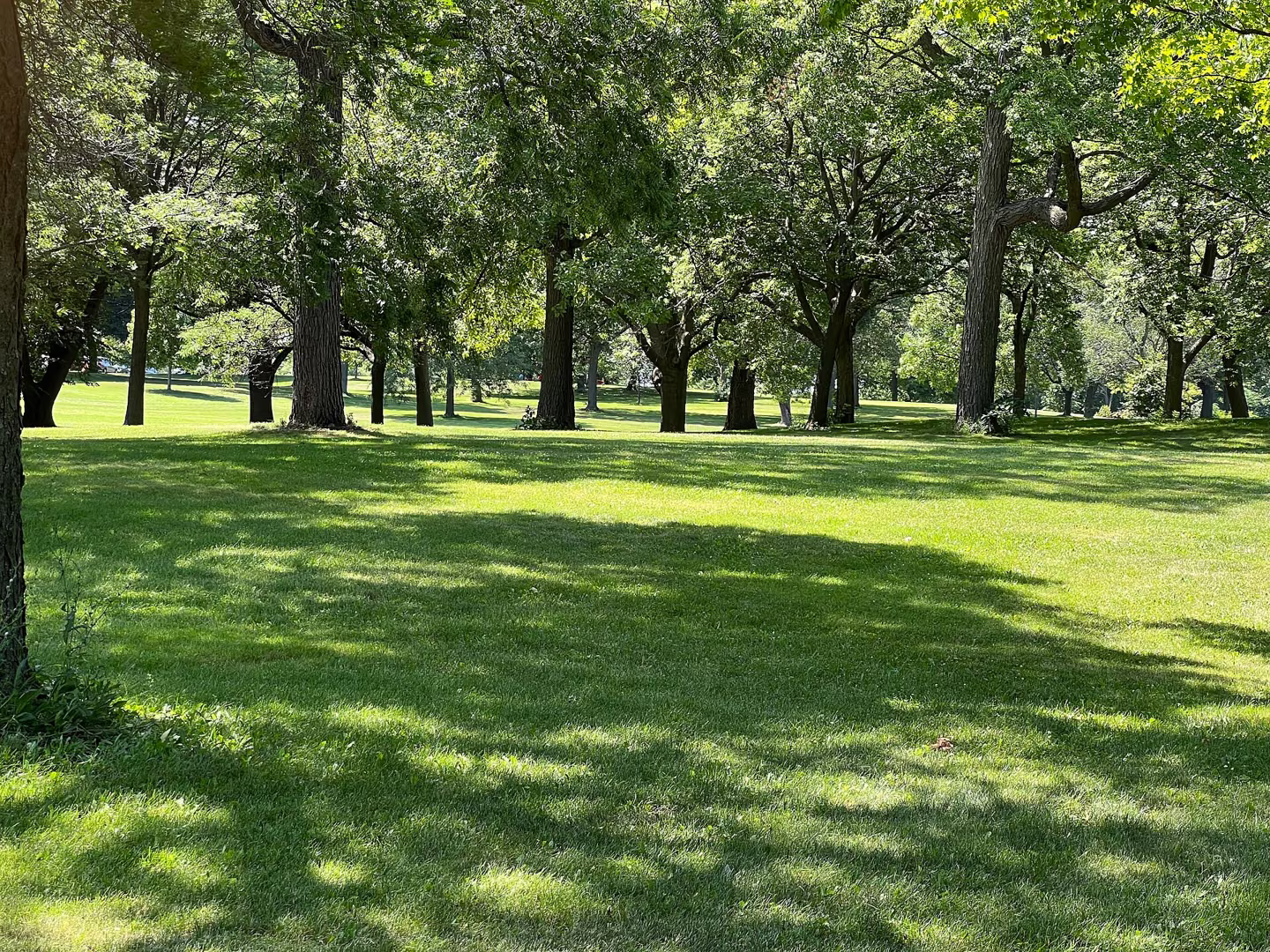 Trees at Washington Park, Milwaukee.
